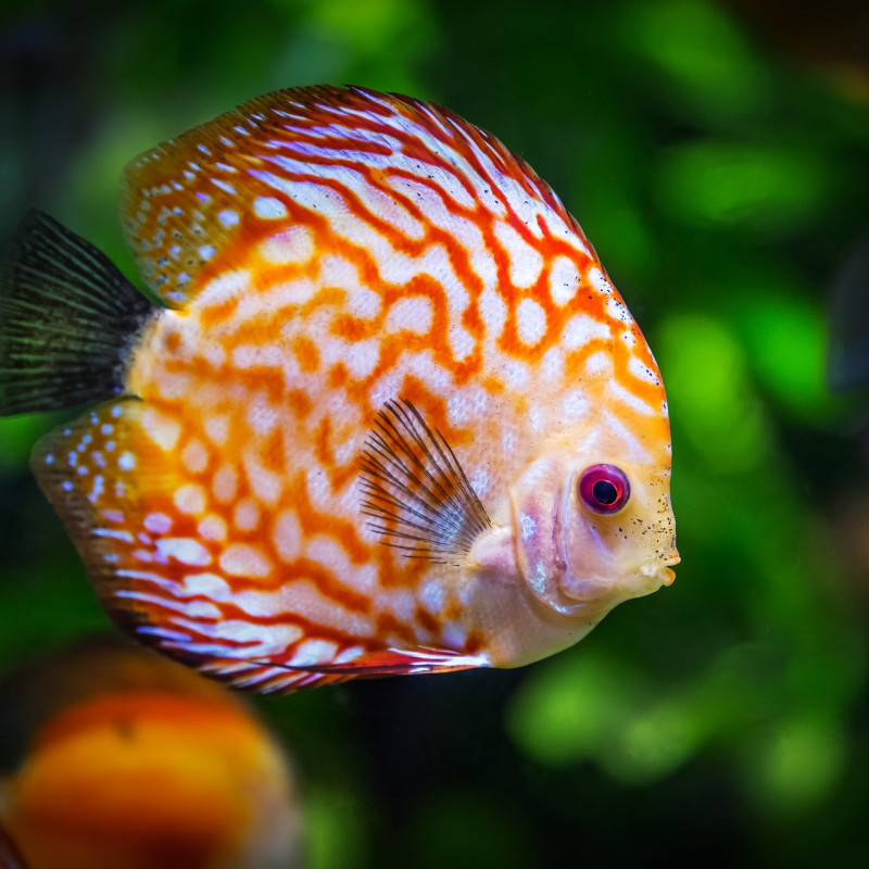 GRAND AQUARIUM SAINT MALO