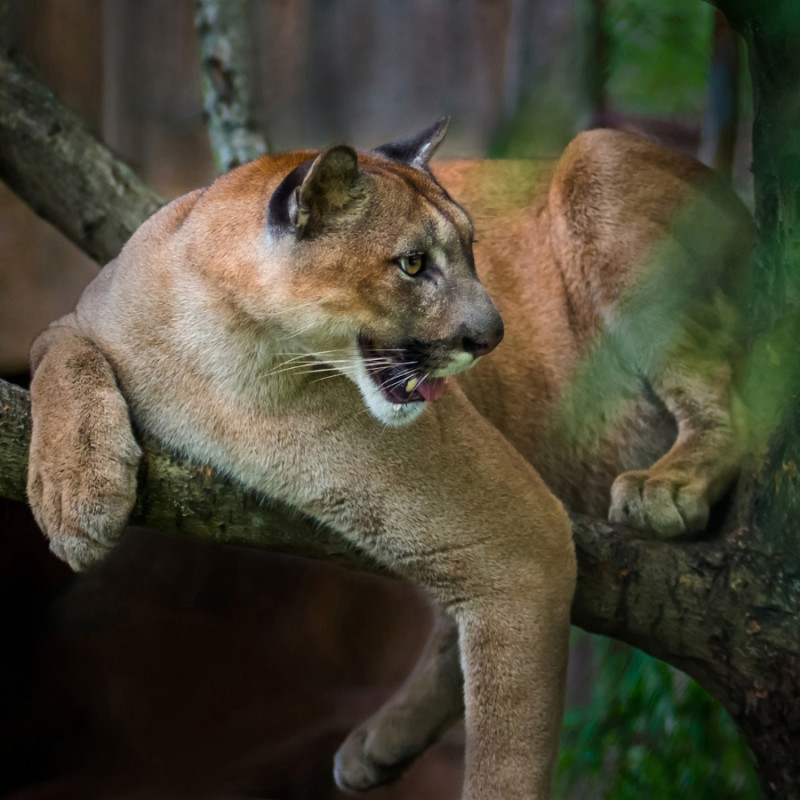 ZOO DE PARIS