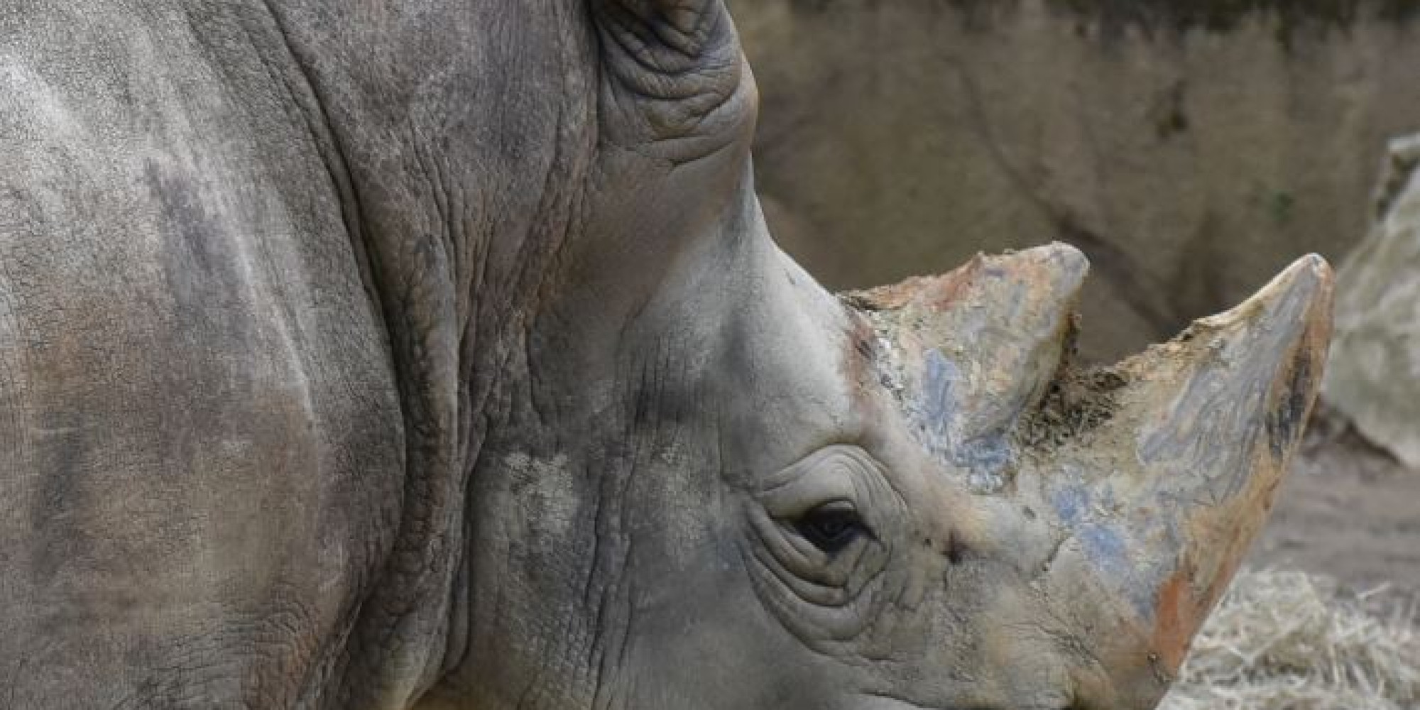 African Safari Zoo 