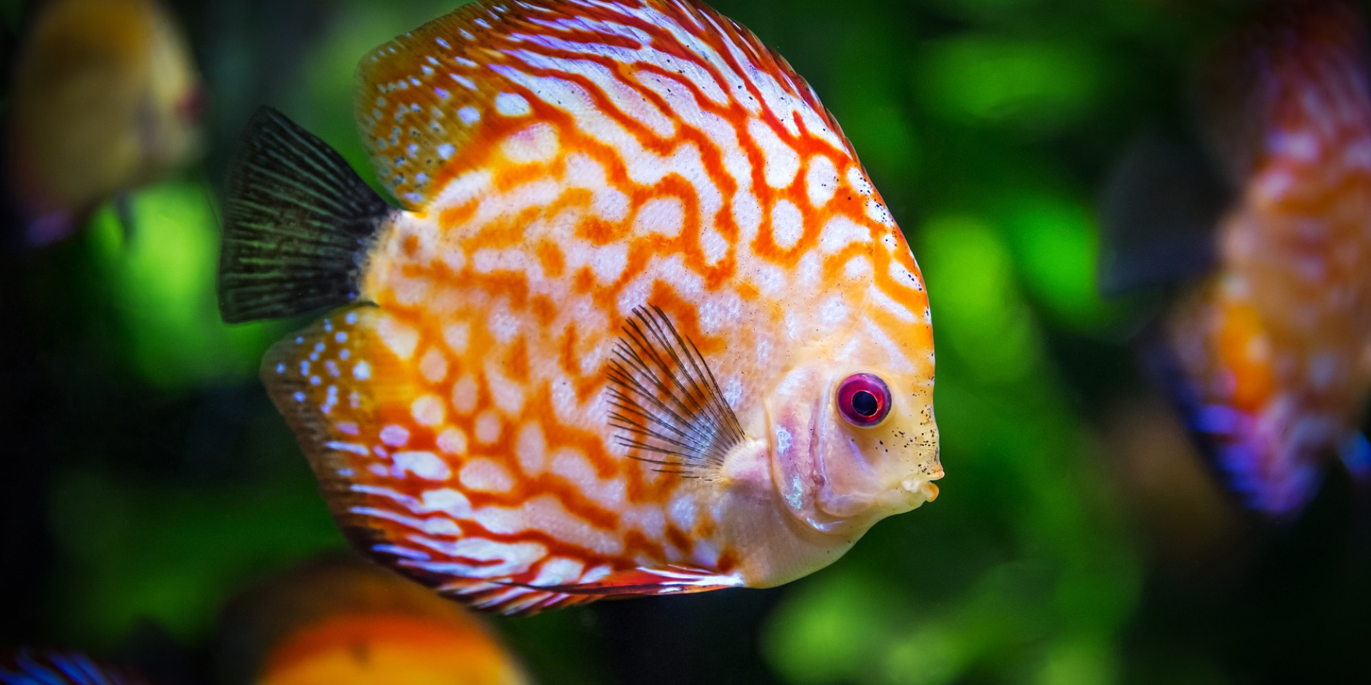 Grand aquarium de St Malo 