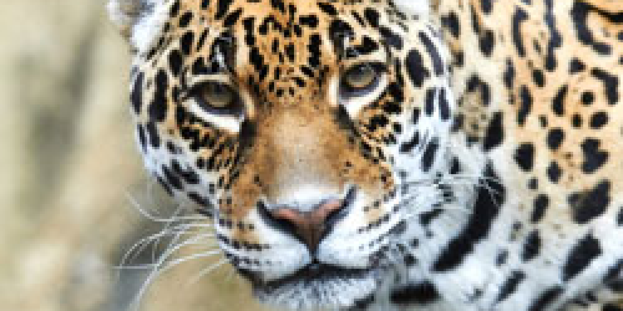 Zoo De La Palmyre 
