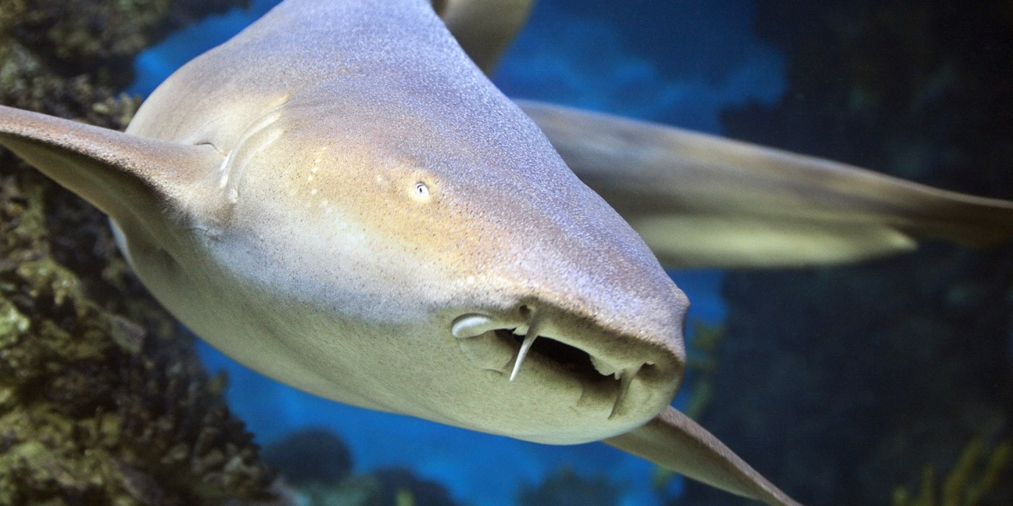 Aquarium de Barcelone 