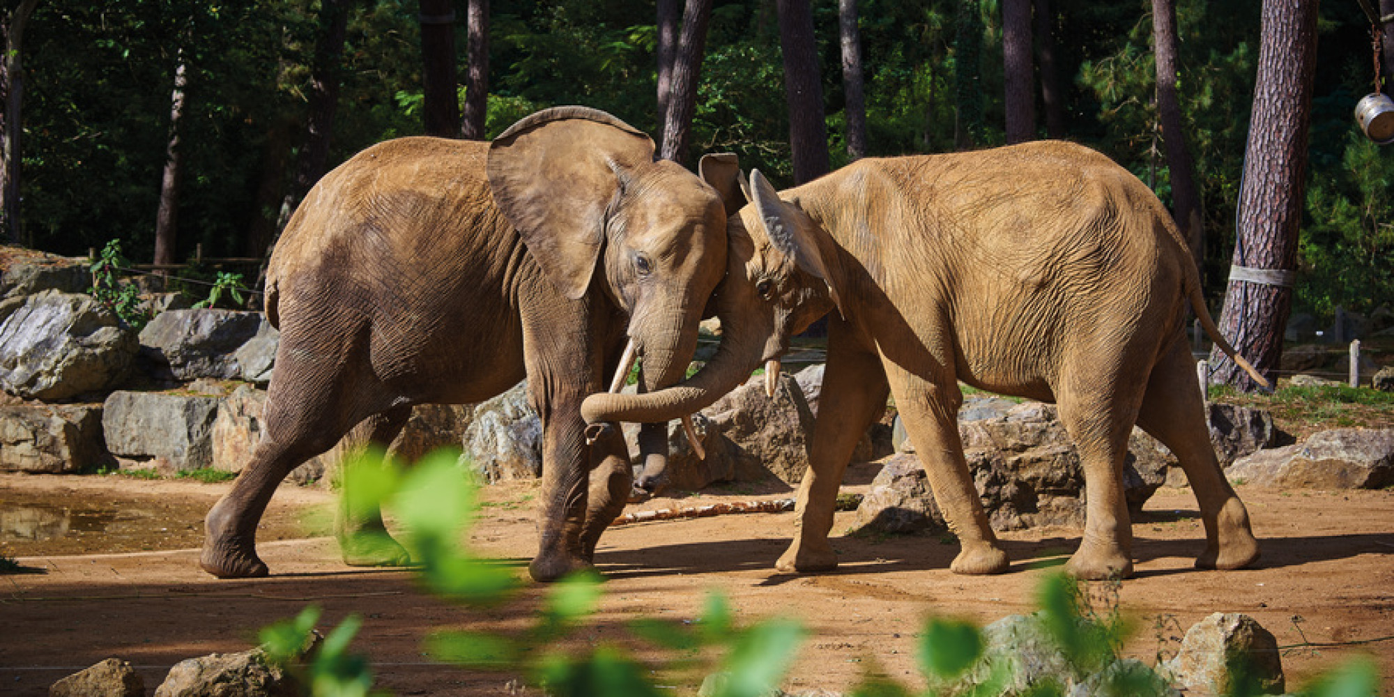 Zoo de la Flèche 