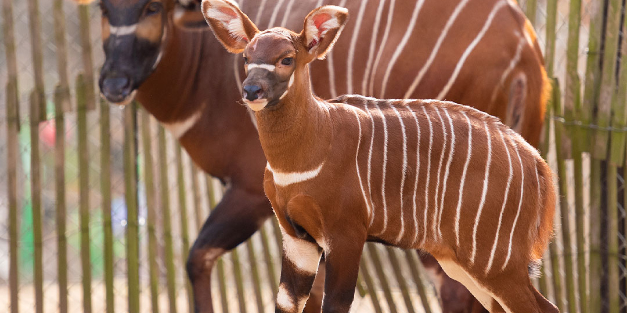 Safari de Peaugres 