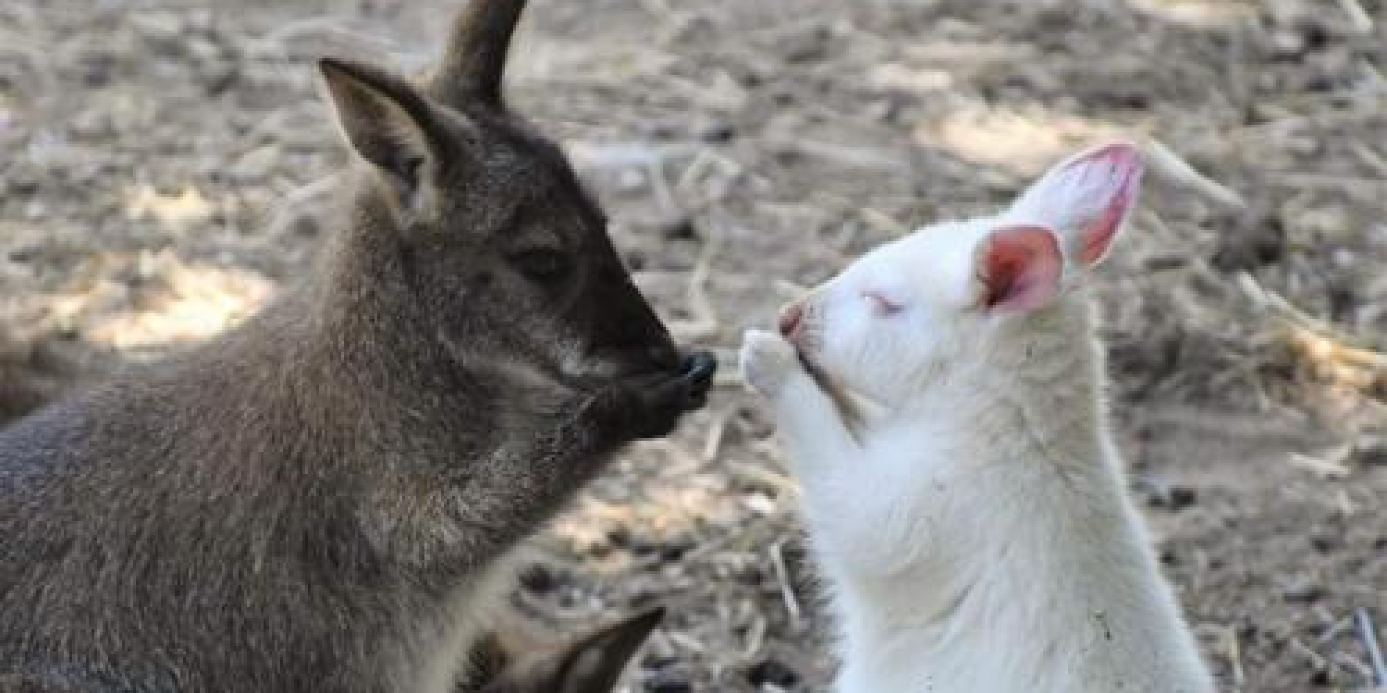 Parc animalier de Casteil 