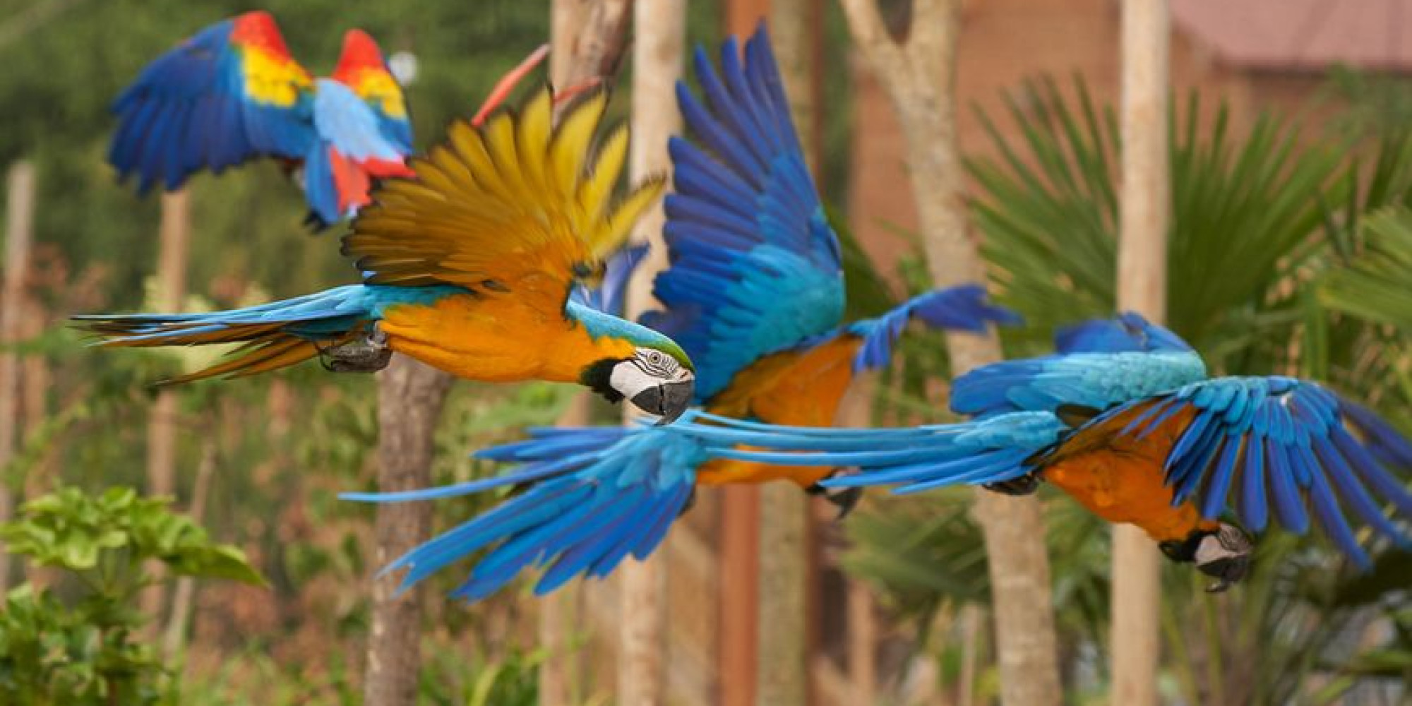 Parrot World 