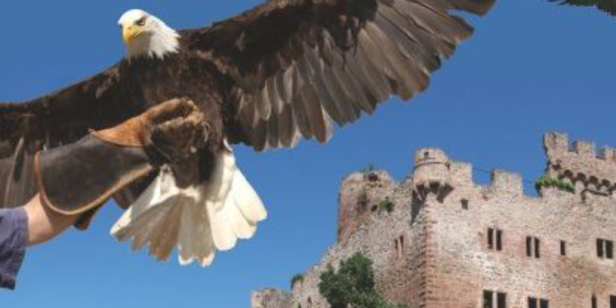 La Volerie des Aigles 