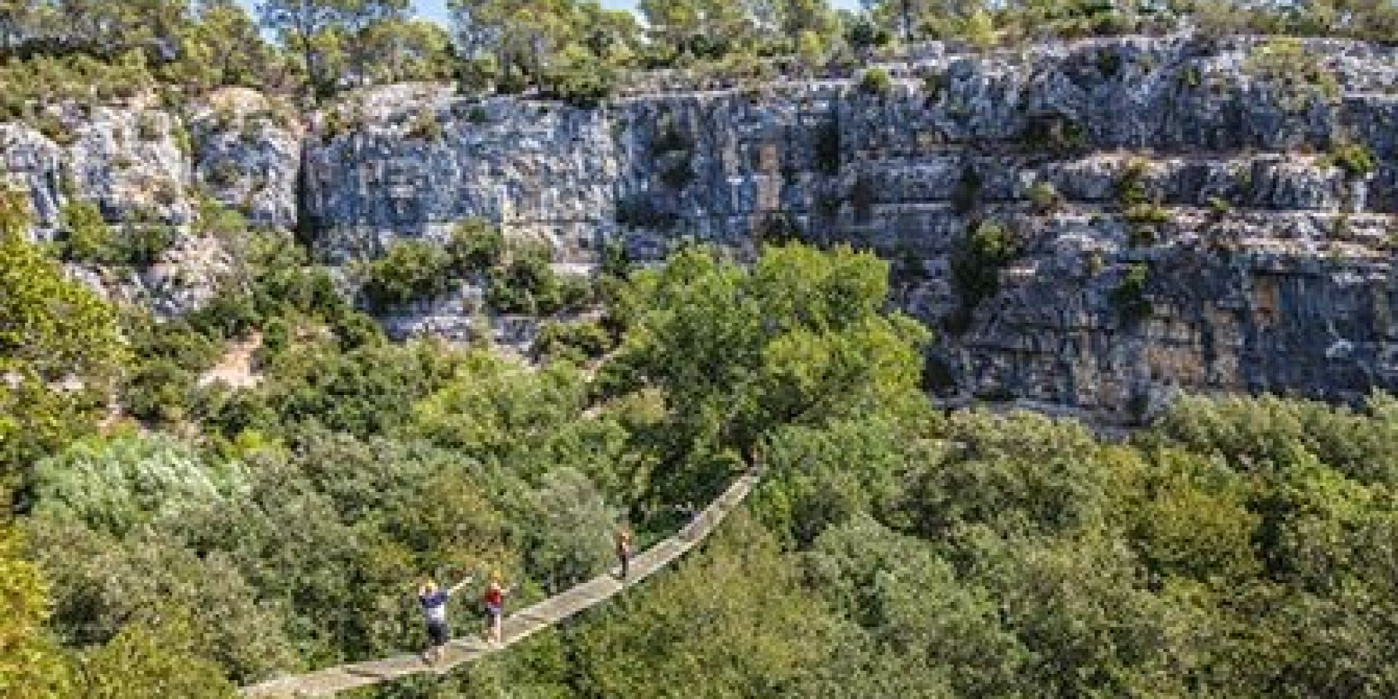 Canyon Forest 